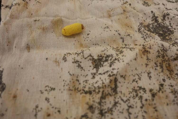 Yaptığı işle Cumhurbaşkanı Erdoğan'dan "Yaşayan İnsan Hazinesi" &ouml;d&uuml;l&uuml;n&uuml; aldı 