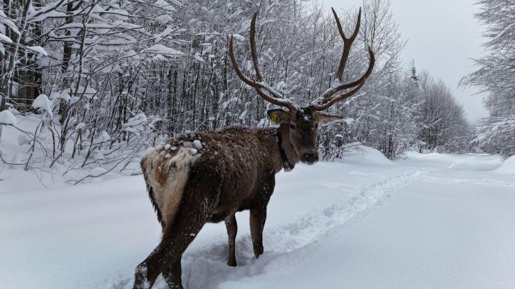 Kocaeli'de kameraya yansıyan kızılgeyik, g&ouml;r&uuml;nt&uuml;s&uuml;yle mest etti