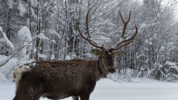 Kocaeli'de kameraya yansıyan kızılgeyik, g&ouml;r&uuml;nt&uuml;s&uuml;yle mest etti