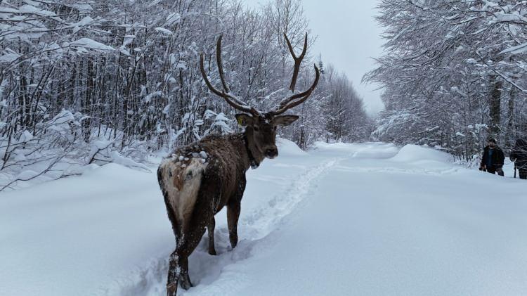 Kocaeli'de kameraya yansıyan kızılgeyik, g&ouml;r&uuml;nt&uuml;s&uuml;yle mest etti
