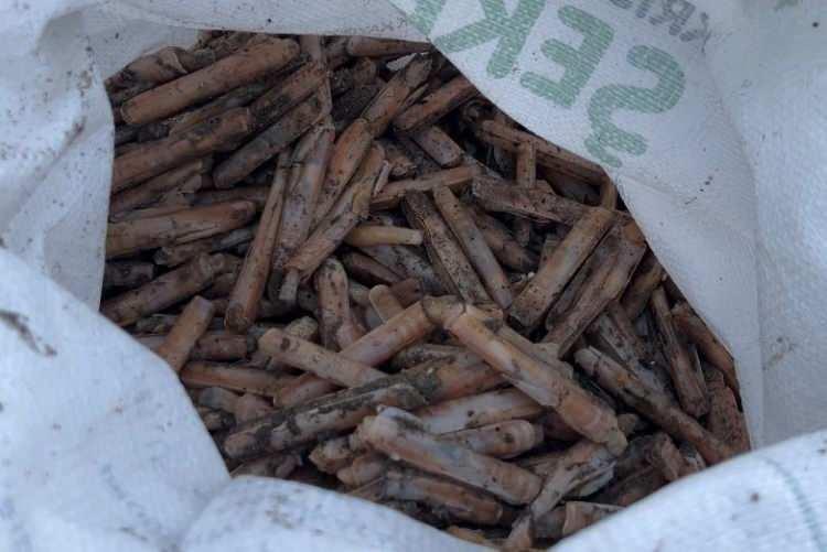 Mersin'de ilgin&ccedil; olay: Duyan duymayana duyurdu! Balık&ccedil;ılar kıyıya koştu 