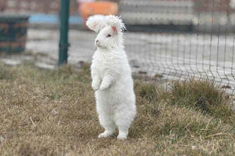 <p><span style="color:#A52A2A"><strong>1700'L&Uuml; YILLARDA NESLİ T&Uuml;KENDİ&nbsp;</strong></span></p>

<p>&nbsp;</p>

<p>T&uuml;rkiye'de 1700'l&uuml; yıllarda nesli t&uuml;kenen Angora tavşanının yeniden Başkent'e kazandırılması i&ccedil;in Elmadağ Belediyesi tarafından 2022 yılında Hollanda'dan 2 &ccedil;ift tavşan getirildi.</p>
