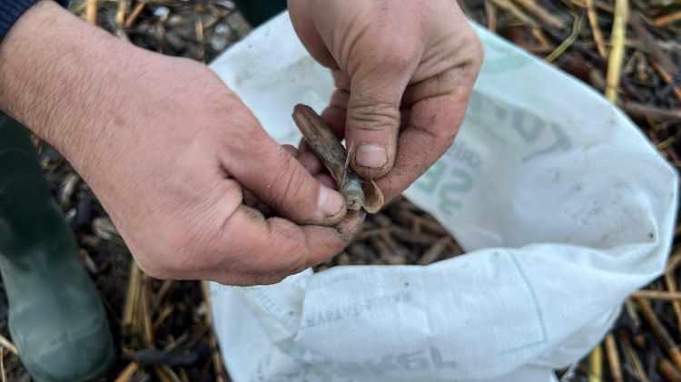 Mersin'de ilgin&ccedil; olay: Duyan duymayana duyurdu! Balık&ccedil;ılar kıyıya koştu 