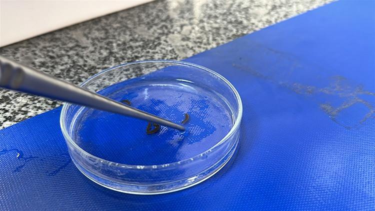 <p><span style="color:#B22222"><strong>S&Uuml;L&Uuml;K YETİŞTİRİCİLİĞİ</strong></span></p>

<p>&nbsp;</p>
