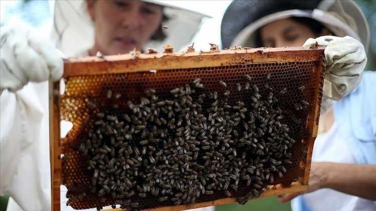 <p><span style="color:#B22222"><strong>ARI ZEHRİ TOPLAYICILIĞI</strong></span></p>

<p>&nbsp;</p>
