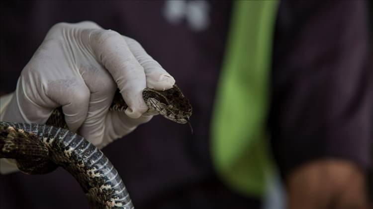 <p><span style="color:#B22222"><strong>YILAN SAĞIMCILIĞI</strong></span></p>

<p>&nbsp;</p>
