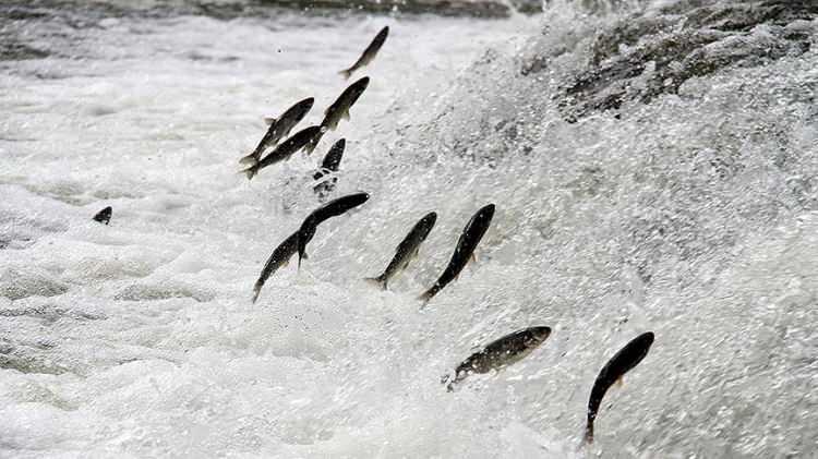 <p><span style="color:#B22222"><strong>BALIK G&Ouml;&Ccedil;&Uuml; G&Ouml;ZLEMCİLİĞİ</strong></span></p>

<p>&nbsp;</p>
