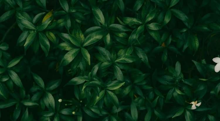 <p><span style="color:#FF0000"><strong>KOYU YEŞİL</strong></span></p>

<p><strong>Depresif bir ruh halini g&ouml;zler &ouml;n&uuml;ne seren bir diğer renk ise 'koyu yeşil'. G&uuml;nl&uuml;k hayatta sıklıkla tercih edilen bir renk olsa da koyu yeşil aslında i&ccedil;e kapanma ve yorgunluk ile doğrudan bağlantılı olabilir.</strong></p>
