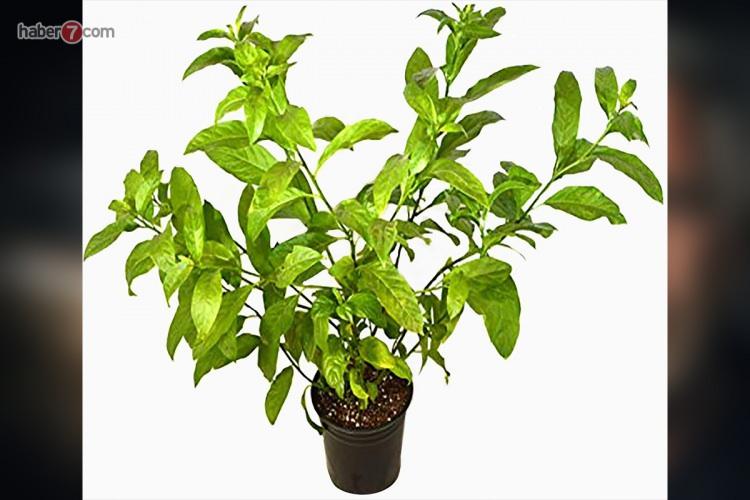 <p><span style="color:#B22222"><strong>YASEMİN BİTKİSİ</strong></span></p>
