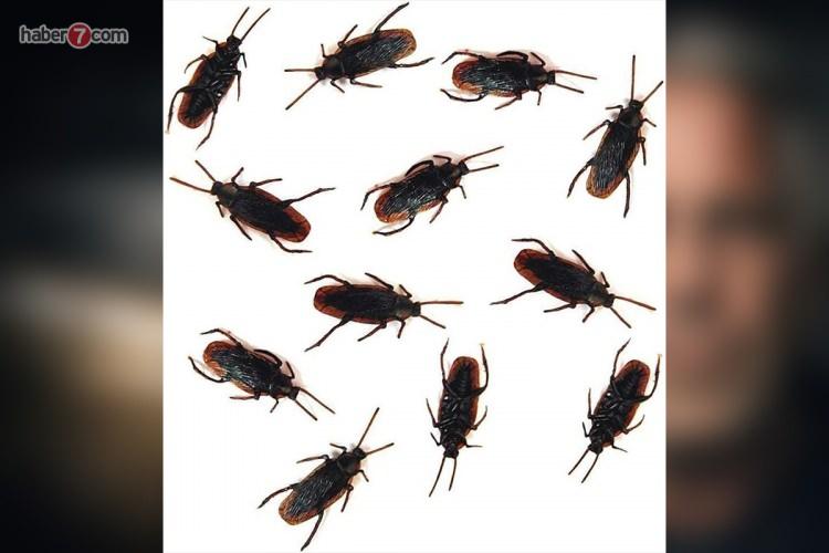 <p><strong><span style="color:#B22222">KORKUTMA AMA&Ccedil;LI OYUNCAK B&Ouml;CEKLER&nbsp;</span> |&nbsp; 4 DOLAR</strong></p>
