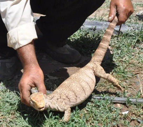 <p><strong>KERTENKELE TARİKATI</strong></p>

<p>Yine Papua Yeni Gine'de yapılan bu ge&ccedil;iş t&ouml;reninde, bir erkek &ccedil;ocuğu Hans Tambaran adı verilen kul&uuml;beye giriyor ve derisi kertenkeleye benzeyecek şekilde kesiliyor. Bu rit&uuml;el erkek &ccedil;ocuğunun kertenkele tarafından yenilip adam olarak hayata yeniden gelmesini sembol ediyor.</p>

<p>&nbsp;</p>
