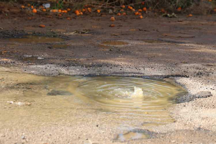 <p><span style="color:#A52A2A"><strong>VATANDAŞIN SAĞLIĞI RİSK ALTINDA&nbsp;</strong></span></p>

<p>&nbsp;</p>

<p>Taşan lağım sularının mahallede bulunan narenciye bah&ccedil;esine akması ise halk sağlığı a&ccedil;ısından endişe oluşturdu.</p>
