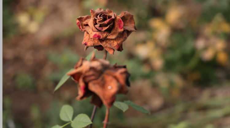 Adana'dan 14 şubat &ouml;ncesi sevgilileri &uuml;zecek haber! Fiyatları daha da y&uuml;kselecek