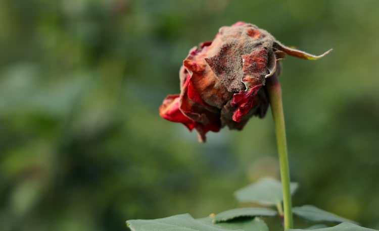 Adana'dan 14 şubat &ouml;ncesi sevgilileri &uuml;zecek haber! Fiyatları daha da y&uuml;kselecek