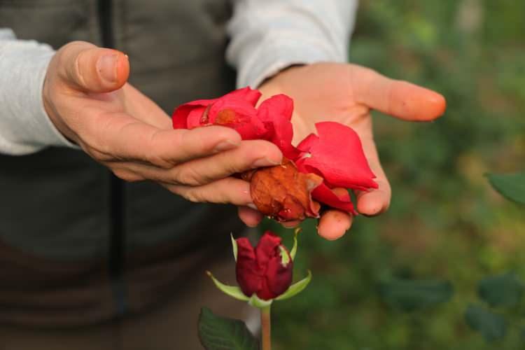 Adana'dan 14 şubat &ouml;ncesi sevgilileri &uuml;zecek haber! Fiyatları daha da y&uuml;kselecek