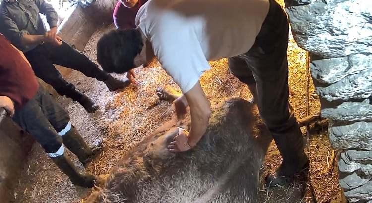 <p><span style="color:#A52A2A"><strong>VETERİNER HEKİMLERİN HEPSİ DOLU &Ccedil;IKTI<br />
​</strong></span></p>

<p>İneğin doğumda zorlanması &uuml;zerine b&ouml;lgedeki veteriner hekimleri arayan şahıs, veteriner hekimlerin dolu olduğunu &ouml;ğrenince bu defa b&ouml;lgede yaşayan ve bu işlerden anlayan bir şahsı arayarak yardım istedi.</p>
