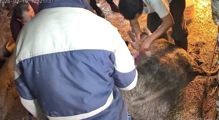 <p>&Ccedil;ağrı &uuml;zerine ahıra gelen S.T. isimli şahıs kendi y&ouml;ntemleri ile doğmakta olan buzağının ayaklarından ip bağlayıp ineğin doğumuna yardımcı olmak istedi.<br />
​</p>

<p><span style="color:#A52A2A"><strong>BUZAĞIYI SEZARYENLE ALMAYA &Ccedil;ALIŞTI</strong></span><br />
&nbsp;</p>

<p>Ahırda toplanan 5 kişinin &ccedil;abalarına rağmen inek normal yolla doğumunu ger&ccedil;ekleştiremeyince S.T. bu defa ineği ameliyat edip sezaryen ile buzağıyı almaya &ccedil;alıştı.</p>
