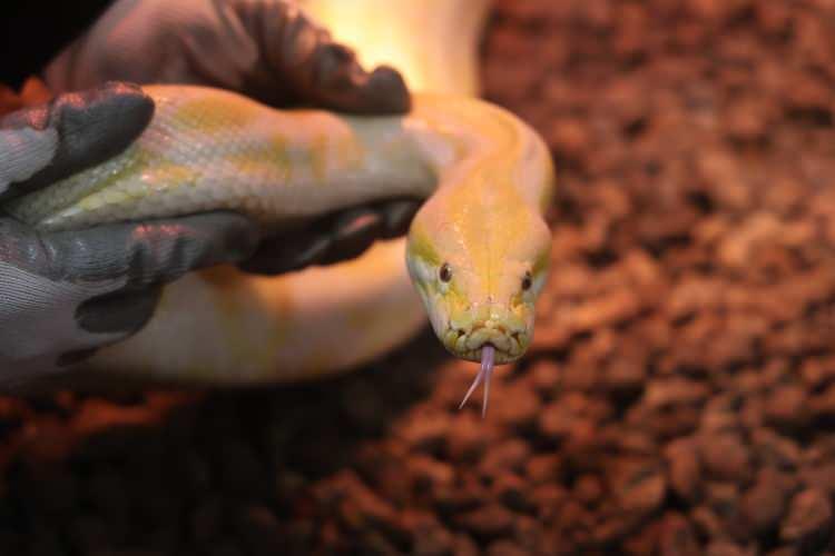 Dev piton Konya'da korumaya alındı! D&uuml;nyanın en b&uuml;y&uuml;k yılanları arasında