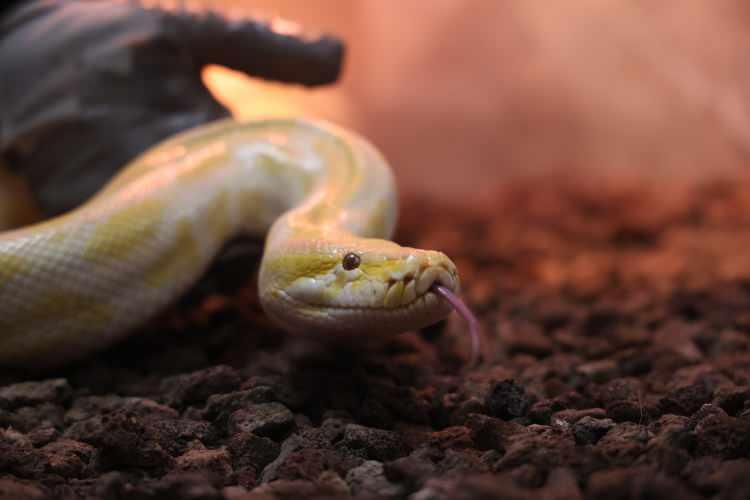 Dev piton Konya'da korumaya alındı! D&uuml;nyanın en b&uuml;y&uuml;k yılanları arasında