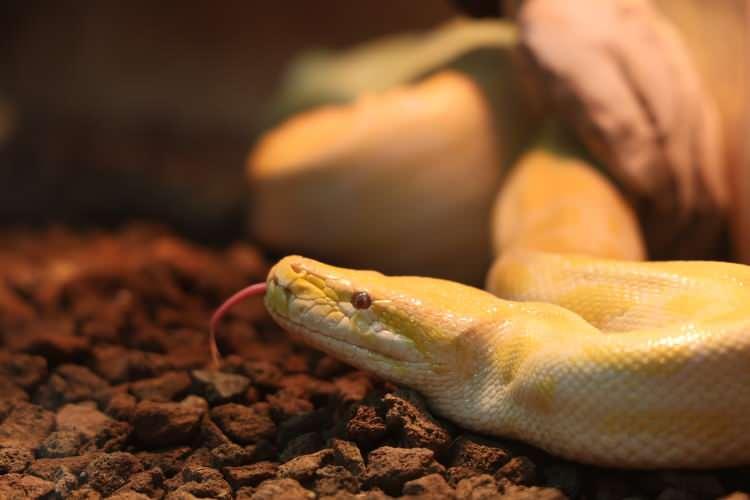 Dev piton Konya'da korumaya alındı! D&uuml;nyanın en b&uuml;y&uuml;k yılanları arasında