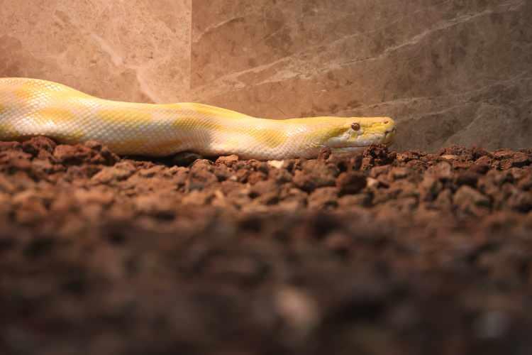 Dev piton Konya'da korumaya alındı! D&uuml;nyanın en b&uuml;y&uuml;k yılanları arasında