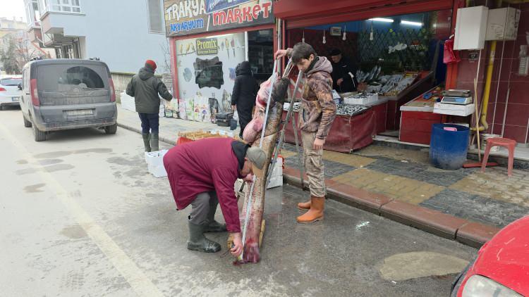Edirne'de taşkın dev balığı kıyıya attı: Tam 102 kilogram 