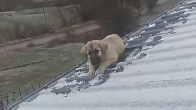 Samsun'da baba oğul, &ccedil;atıda bulduklarına inanamadı! &Ouml;l&uuml;mden son anda kurtardılar