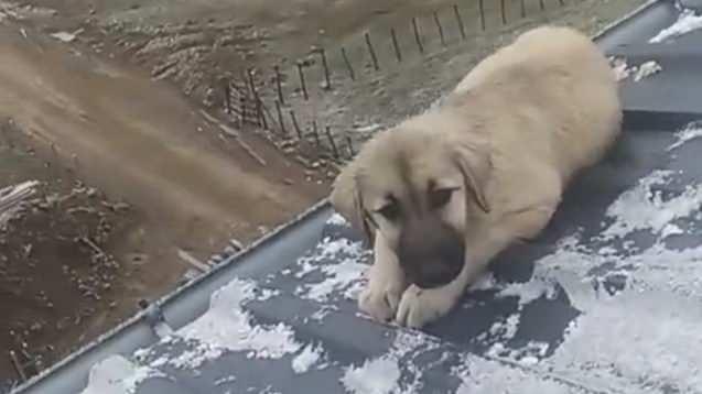 Samsun'da baba oğul, &ccedil;atıda bulduklarına inanamadı! &Ouml;l&uuml;mden son anda kurtardılar