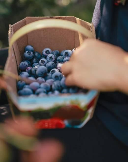 <p>Michigan &Uuml;niversitesi'nden gelen son araştırmalar sonucunda&nbsp;Dr. Neal Barnard, zayıflamak isteyenlerin alışveriş sepetine mutlaka yaban mersini koymasını &ouml;nerdi.</p>
