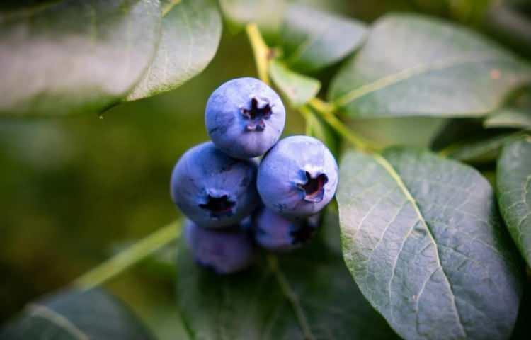 <p>Uzman isim ayrıca yaban mersini yiyemeyenlerin ahududu başta olmak &uuml;zere benzer gruptaki diğer orman meyvelerinin de t&uuml;ketilebileceğine dikkat &ccedil;ekiyor.&nbsp;</p>

<p>&nbsp;</p>
