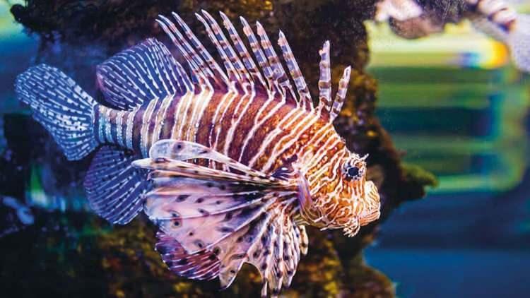 <p><strong>Doğal yaşam alanı Hint Okyanusu ve Atlantik olan aslan balığı, S&uuml;veyş Kanalı'nın a&ccedil;ılması ve k&uuml;resel ısınmanın etkisiyle birlikte Akdeniz'de hızla &ccedil;oğalıyor. Y&uuml;zge&ccedil;lerindeki zehirli dikenler nedeniyle hem yakalaması hem de temizlemesi olduk&ccedil;a riskli olan istilacı balık, şimdi lezzetiyle gurmelerin radarına girdi.</strong></p>
