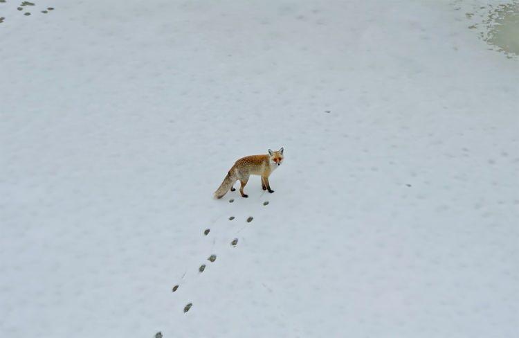 <p><span style="color:#A52A2A"><strong>BİR S&Uuml;RE YİYECEK ARADILAR&nbsp;</strong></span></p>

<p>&nbsp;</p>

<p>Beşminare Mahallesi'nde g&ouml;r&uuml;len 2 tilki, karla kaplı sokaklarda bir s&uuml;re yiyecek aradı..</p>
