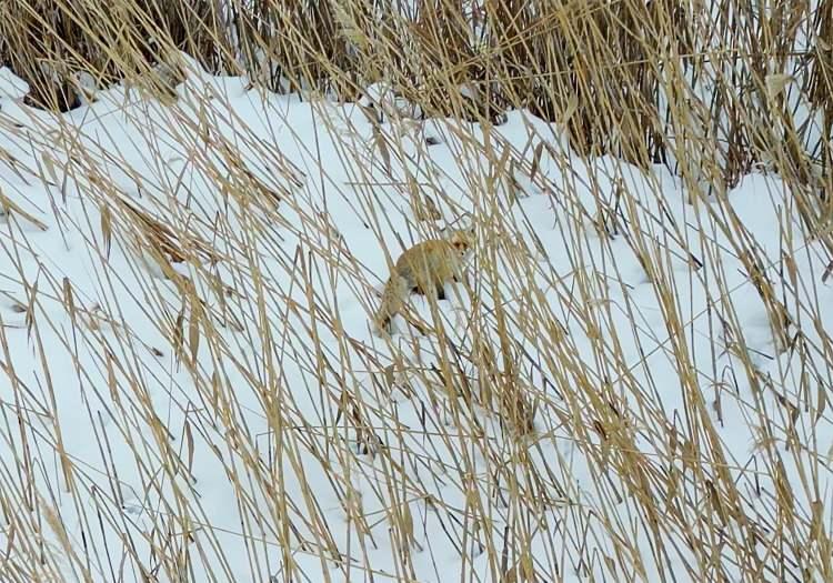 <p>&nbsp;Tilkilerin daha sonra kar &ouml;rt&uuml;s&uuml; &uuml;zerinde birbirleri ile oynadığı anlar, dronla g&ouml;r&uuml;nt&uuml;lendi</p>
