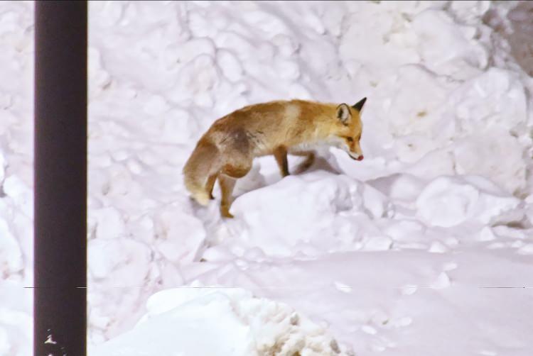 <p>Yetkililer, Bitlis ve &ccedil;evresinde ayı, tilki ve kurt gibi bir&ccedil;ok yaban t&uuml;r&uuml;n&uuml;n doğal olarak yaşadığını belirterek, &ouml;zellikle son d&ouml;nemde tilki ve kurtların şehir merkezine yakın b&ouml;lgelerde daha fazla g&ouml;r&uuml;ld&uuml;ğ&uuml;ne dikkat &ccedil;ekti.&nbsp;</p>
