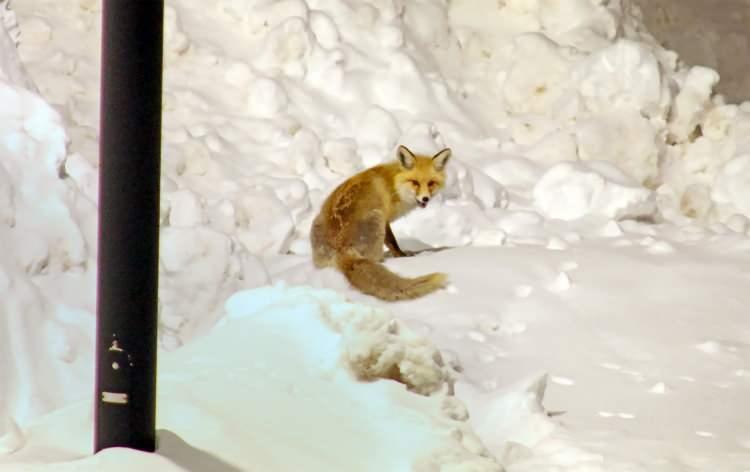 <p><span style="color:#A52A2A"><strong>YABAN HAYVANLARINI BESLEMEYİN UYARISI&nbsp;</strong></span></p>

<p>&nbsp;</p>

<p>Vatandaşları uyaran yetkililer, yaban hayvanlarına yaklaşılmaması ve beslenmeye &ccedil;alışılmaması, &ouml;zellikle gece saatlerinde karşılaşma durumunda sakin olunması ve mesafenin korunması gerektiğini bildirdi.</p>
