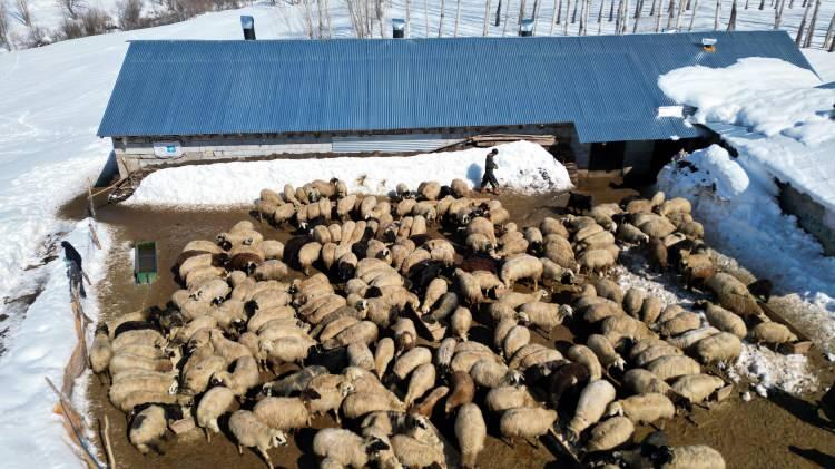 <p><span style="color:#A52A2A"><strong>4 YILDA&nbsp; KOYUN SAYISINI 680'E &Ccedil;IKARDI&nbsp;</strong></span></p>

<p>&nbsp;</p>

<p>Mahallede kurduğu &ccedil;iftlikte k&uuml;&ccedil;&uuml;kbaş yetiştiriciliğine başlayan Polat, <span style="color:#A52A2A"><strong><em>s&uuml;r&uuml;deki koyun sayısını 4 yılda 680&rsquo;e &ccedil;ıkardı.</em></strong></span></p>
