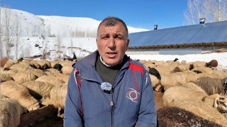 <p>Kış aylarında kar, tipi ve dondurucu soğuğa rağmen her g&uuml;n hayvanlarının bakımını yaptığını belirten Feyat Polat,&nbsp;<strong><em>"&Ccedil;alışmak i&ccedil;in gittiğim İstanbul'dan memleketime geri d&ouml;nd&uuml;kten sonra hayvancılık yapmaya karar verdim. Devlet destekli proje kapsamında 100 koyun aldım. 4 yıl i&ccedil;inde bu sayıyı 680&rsquo;e &ccedil;ıkardım. 8 &ccedil;ocuğum var. Ge&ccedil;imimi hayvancılıkla sağlıyorum"</em></strong>&nbsp;dedi.</p>
