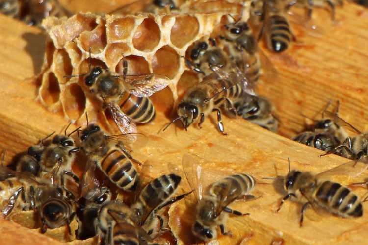 Bu se&ccedil;imi arılar belirleyecek! 3 partinin kıyasıya yarışı eyl&uuml;l ayında son bulacak