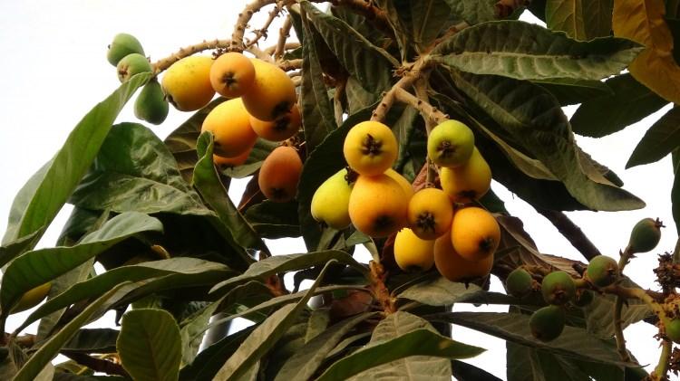 Yılın ilk yenid&uuml;nya hasadı yapıldı: Fiyatı dudak u&ccedil;uklattı