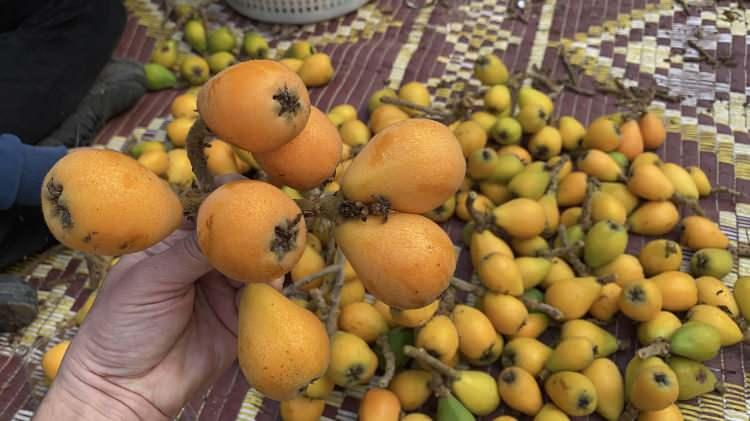 Yılın ilk yenid&uuml;nya hasadı yapıldı: Fiyatı dudak u&ccedil;uklattı