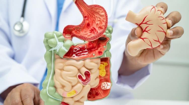 <p><strong>V&uuml;cudumuzun en &ouml;nemli organlarından biri olan bağırsaklar, aslında v&uuml;cudumuzun "ikinci beyni" ve sağlık kalemiz. &Ouml;yle ki bağırsaklar sağlıklıysa enerji y&uuml;ksek, cilt daha parlak, bağışıklık sistemi daha g&uuml;&ccedil;l&uuml; ve zihin daha berraktır.</strong></p>
