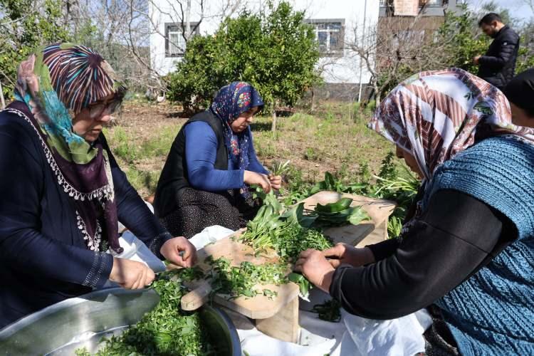 Bu otu yerken 2 kez d&uuml;ş&uuml;n&uuml;n: Doğada zehirli, kazanda şifalı 