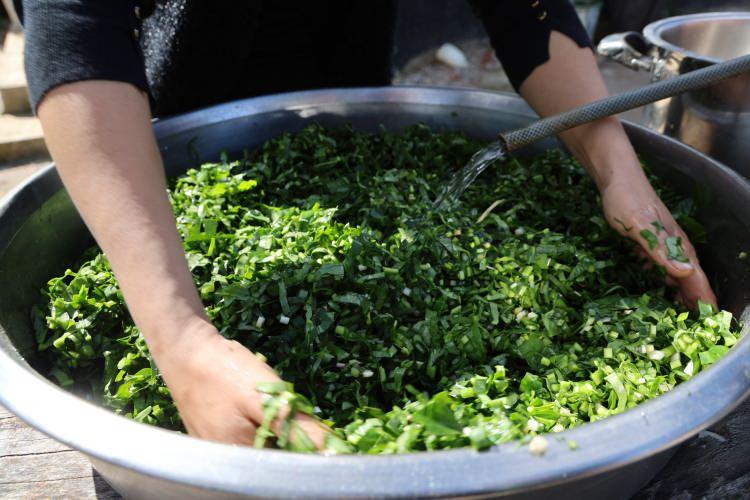 Bu otu yerken 2 kez d&uuml;ş&uuml;n&uuml;n: Doğada zehirli, kazanda şifalı 