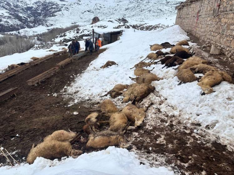 Erzincan'da kahreden manzara: Toplu halde telef oldular! Zehir ş&uuml;phesi..