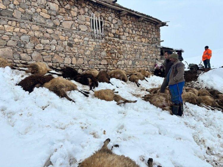 Erzincan'da kahreden manzara: Toplu halde telef oldular! Zehir ş&uuml;phesi..