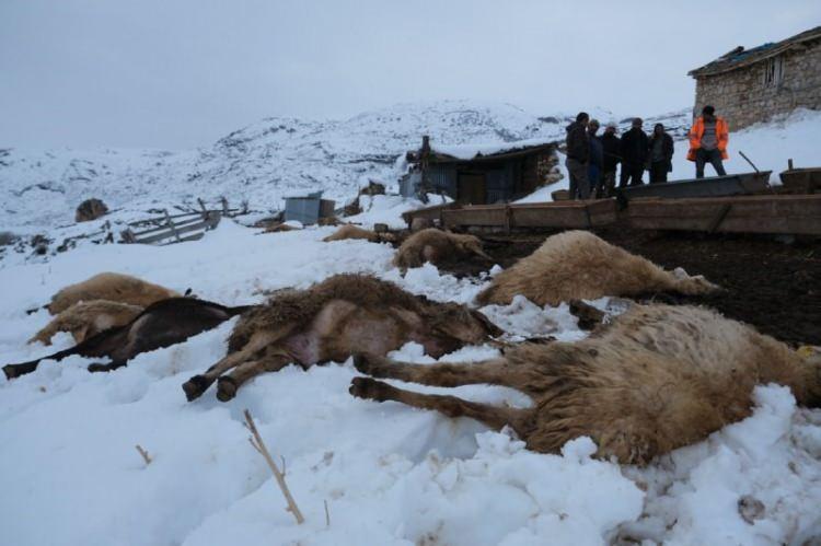 Erzincan'da kahreden manzara: Toplu halde telef oldular! Zehir ş&uuml;phesi..