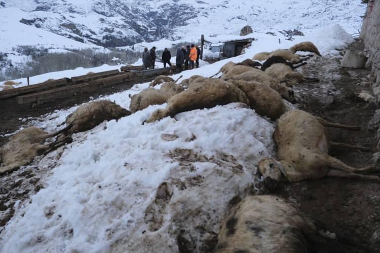 Erzincan'da kahreden manzara: Toplu halde telef oldular! Zehir ş&uuml;phesi..