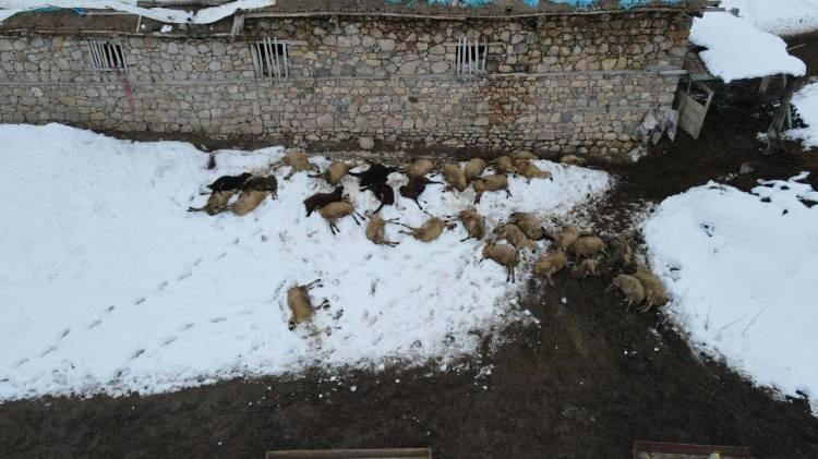 Erzincan'da kahreden manzara: Toplu halde telef oldular! Zehir ş&uuml;phesi..