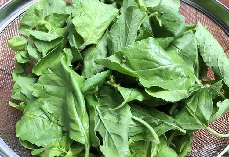 <p><strong>Yapraklarını doğradıktan sonra yoğurt, nohut ve limonla zehrini alıyoruz. Kara kazanda 3-4 saat kaynıyor.&nbsp;</strong></p>
