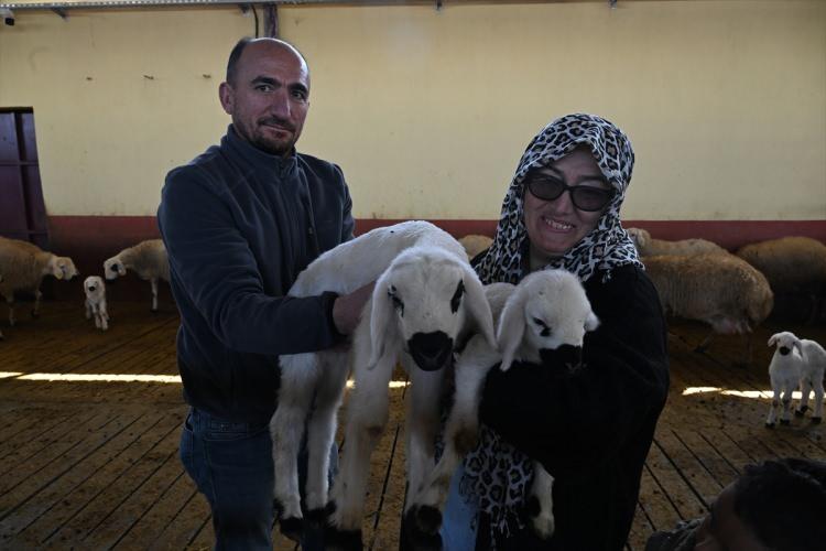 Aldığı devlet desteğiyle 103 koyunu 800 başa &ccedil;ıkarttı 